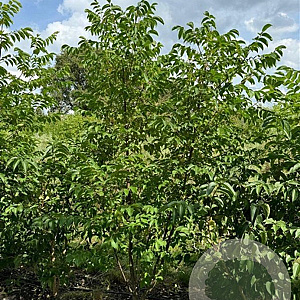 Tetradium daniellii 250-300 cm draadkluit meerstammig