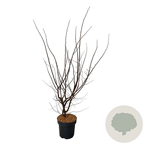 Ulmus minor suberosa 100-125 cm 15L