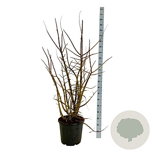 Ulmus minor suberosa 125-150 cm 30L extra