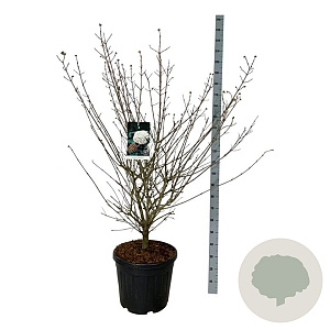 Viburnum carlcephalum 150-175 cm cont. 55L extra
