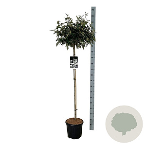 Viburnum 'Eskimo' 120 cm stam 15L