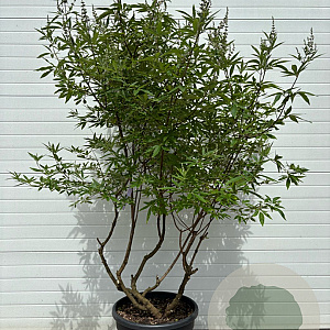 Vitex agnus-castus Delta Blues 175-200 cm cont. 70L meerstammig