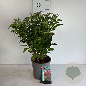 Weigela 'Bristol Ruby' 50-60 cm 6,5L