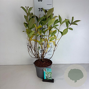 Weigela 'Candida' 50-60 cm 35L