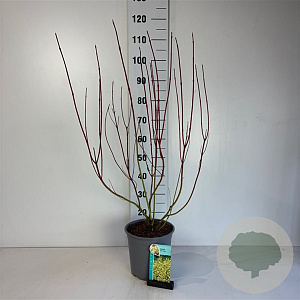 Cornus alba 'Aurea' 60-80 cm cont. 65L