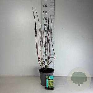 Cornus alba 'Gouchaultii' 60-80 cm cont. 65L