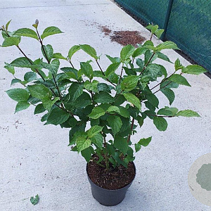 Cornus alba 'Sibirica' 60-80 cm 10L