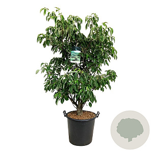 Cornus controversa 'Pagoda' 125-150 cm cont. 55L extra