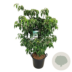 Cornus controversa 'Pagoda' 125-150 cm cont. 55L extra