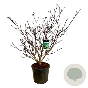 Cornus controversa 'Pagoda' 125-150 cm cont. 55L extra