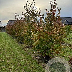 Cornus kousa 200-250 cm draadkluit meerstammig
