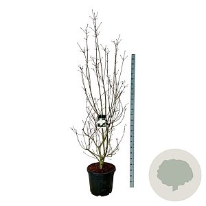 Cornus kousa 'Venus' 200-225 cm cont. 55L extra