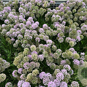 Allium 'Millenium' GM cont. 90L