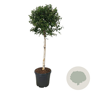 Betula pendula 'Magical Globe' 90 cm stam 30L