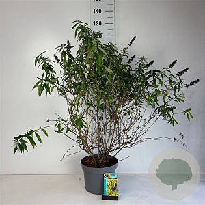 Buddleja davidii 'Magda's Gold Knight' 60-80 cm 10L