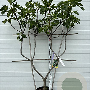 Ficus carica 'Noir de Caromb' GM container lage leivorm U vorm
