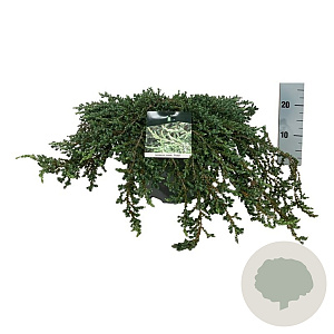 Juniperus communis 'Ristol' 60-80 cm P26