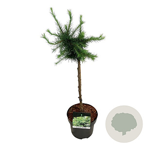 Larix decidua 'Little Bogle' 40 cm stam 5,0L