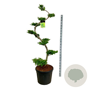 Larix kaempferi 175 cm op cont. 90L bonsai