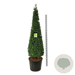 Larix kaempferi 175-200 cm cont. 90L