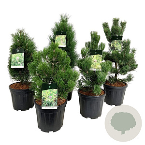 Mixlaag veredelde coniferen exclusief 50-60 cm 15L