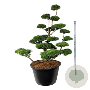Pinus contorta 175-200 cm cont. 500L bonsai