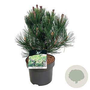 Pinus heldreichii 'Compact Gem' 30-40 cm 4,5L