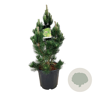 Pinus heldreichii 'Satellit' 60-80 cm 30L extra