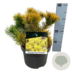Pinus mugo 'Carsten's Wintergold' 20-25 cm
