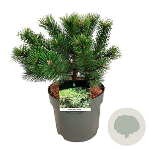 Pinus mugo 'Gnom' 25-30 cm 7,5L
