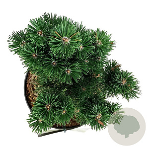 Pinus mugo 'Limerick' 20-25 cm