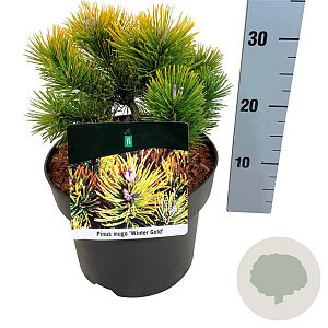 Pinus mugo 'Winter Gold' 15-20 cm