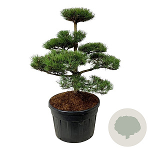 Pinus nigra nigra 100-125 cm cont. 180L bonsai