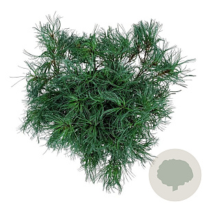 Pinus strobus 'Tiny Kurls' 30-40 cm 4,5L