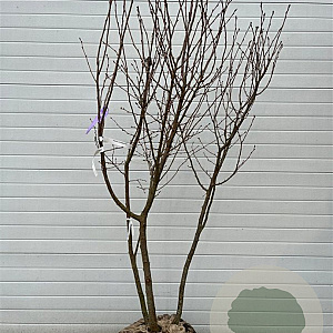 Prunus 'Accolade' 300-350 cm container meerstammig