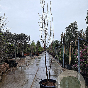 Acer griseum 250-300 cm container meerstammig
