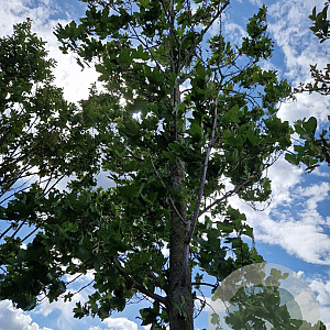 Acer monspessulanum 180 cm stam container 30-35