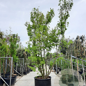 Acer palmatum 450-500 cm container solitair