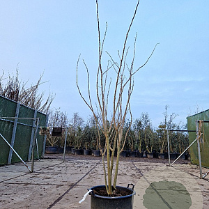 Albizia julibrissin 200-250 cm container meerstammig extra