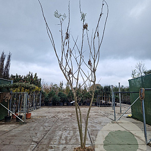 Albizia julibrissin 350-400 cm draadkluit meerstammig