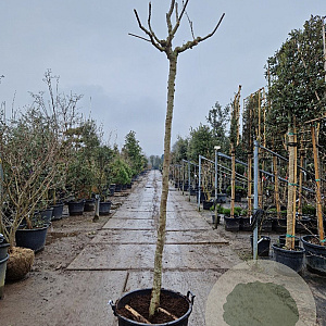 Albizia julibrissin 200 cm stam container 16-18 leiboom