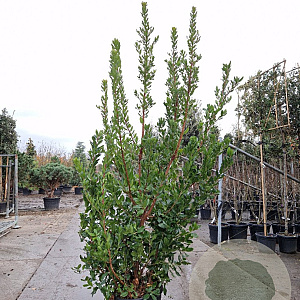 Arbutus unedo 200-250 cm 45L
