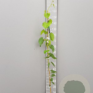 Aristolochia macrophylla 125-150 cm 3,0L