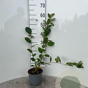Aronia melanocarpa 40-60 cm 2,0L