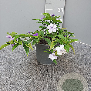 Brunfelsia pauciflora gm 4,0L