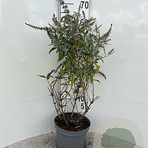 Buddleja 'White Ball' 40-60 cm 5,0L