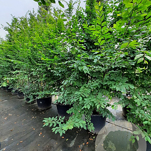 Carpinus betulus 300-350 cm container meerstammig