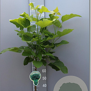 Catalpa bignonioides 'Nana' 120 cm stam 7,5L