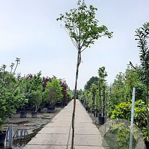 Cercis canadensis 200 cm stam container 8-10
