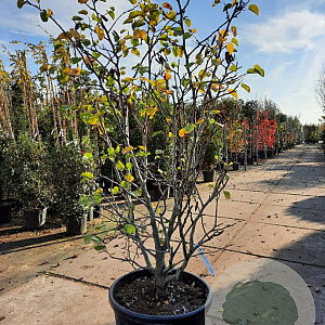 Cercis siliquastrum 175-200 cm container meerstammig